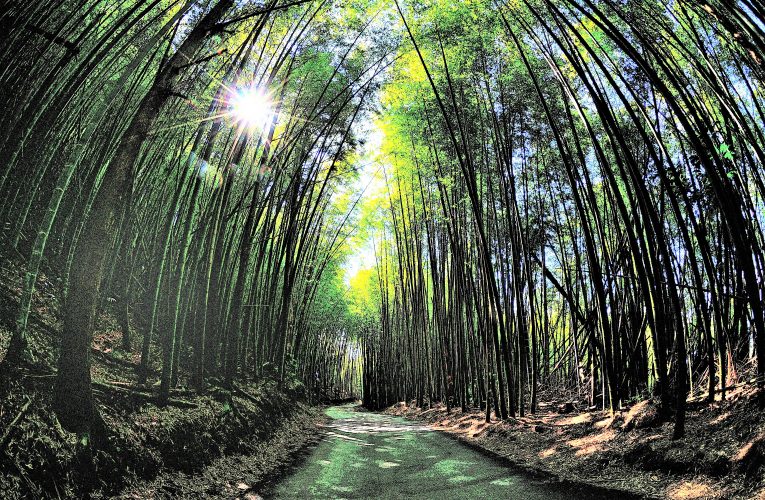 嘉義梅山最美十景 超美茶園、竹林、瀑布 清明連假最適合來這裡賞這裡拍！